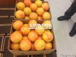 Грейпфруты красные - фото 3