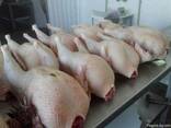 Turkey turkey meat - photo 2
