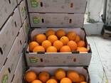 Апельсины Египет - фото 1