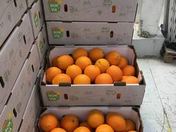 Апельсины Египет