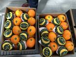 Апельсины Египет - фото 3