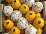 Апельсины Египет, оптом - фото 1