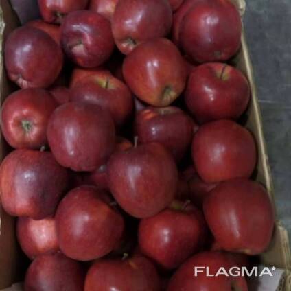 Apple Poland