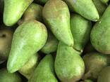 Best pears from Poland wholesale - photo 5