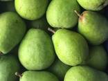 Best pears from Poland wholesale - photo 7