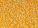 Пшеница, ячмень, кукуруза - фото 2