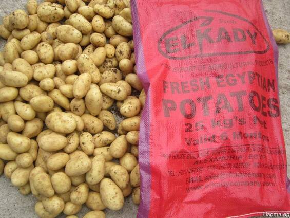 Египетский картофель / растаможенный картофель