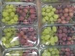 Egyptian grapes - photo 1