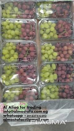 Egyptian grapes