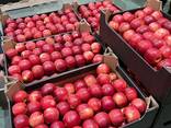 Export of apples from Poland - photo 6