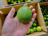 Fresh Seedless Lime from Vietnam - фото 3