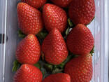 Fresh Strawberry - photo 1