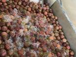 Frozen Passion Fruit - photo 3
