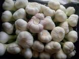 Garlic - photo 2
