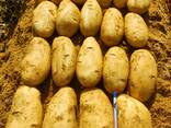 Картофель 2024 январь молодой картофель Спунта Египет - фото 1