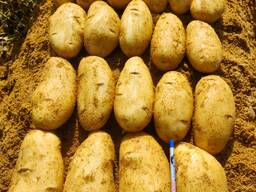 Картофель 2024 январь молодой картофель Спунта Египет
