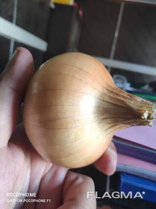 Лук свежий Египет, 25кг мешки