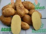 Картофель из Египта - photo 2