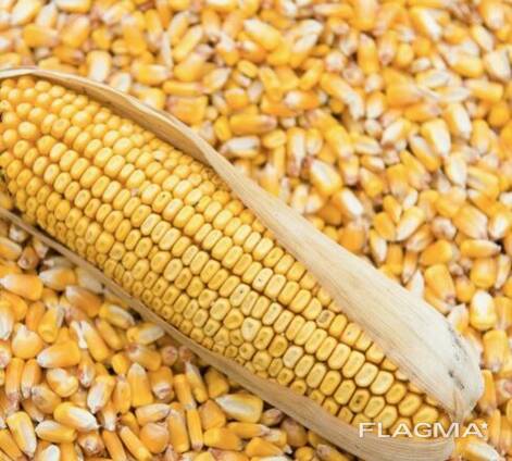 Кукуруза фуражная 2020
