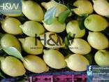Lemon - фото 2