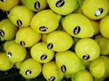 Лимон. Египет - фото 1