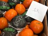 Мандарины W Моркот - фото 7