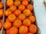 Мандарины W Моркот - фото 9