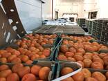 Мандарины W Моркот - фото 12