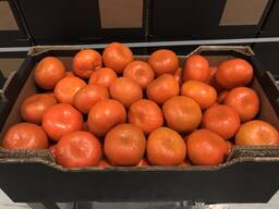 Мандарины W Моркот