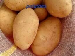 Молодой картофель урожая 2024, из Египта