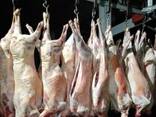 Mutton / Lamb meat - фото 1