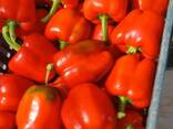 Перец сладкий из Египта - фото 2