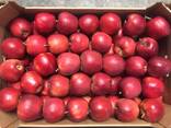 Polish apples, La-Sad - фото 3