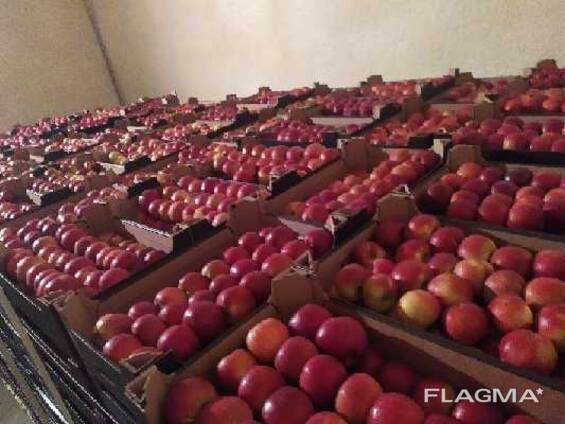 Polish apples (wide range of varieties)