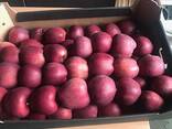 Polish apples (wide range of varieties) - фото 1