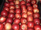 Polish apples (wide range of varieties) - photo 6