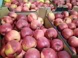 Polish apples (wide range of varieties) - photo 7