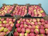 Polish apples (wide range of varieties) - photo 9