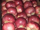 Polish apples (wide range of varieties) - photo 14