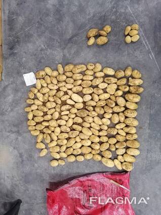 Potatoes