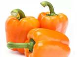 Продам перец болгарский сладкий оранжевый из Египта экспорт - фото 1