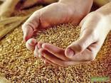 Selling Wheat, Barleyبيع القمح والشعير والذرة للتصدير - photo 2