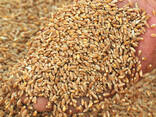 Selling Wheat, Barleyبيع القمح والشعير والذرة للتصدير - photo 3