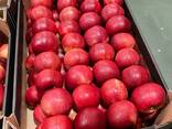 Export of apples from Poland - photo 5