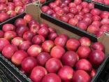 Export of apples from Poland - фото 3